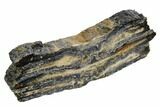 Mammoth Molar Slice With Case - South Carolina #106546-2